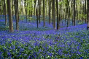 Hallerbos Wald im Frühling