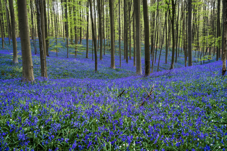 Hallerbos Wald im Frühling