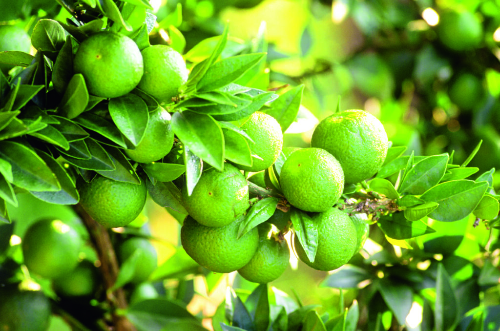Chinotto fruit by F. Carassale/HUBER IMAGES