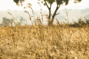 African Savannah