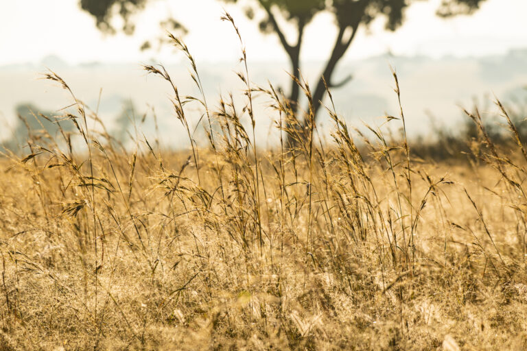African Savannah