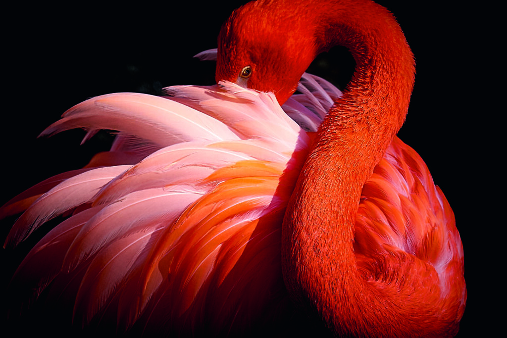 flamingo by Makoto Nishikura,1x.com