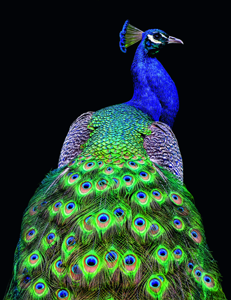 Peacock by Danny Mendosa, 1x.com