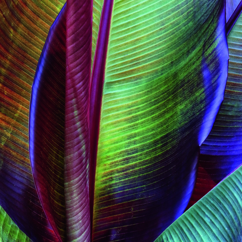 Banana skin by Francois Casanova, 1x.com