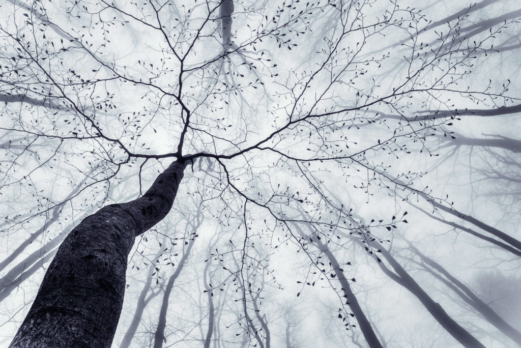 View of a tree crown by Tom Pavlasek,1x.com