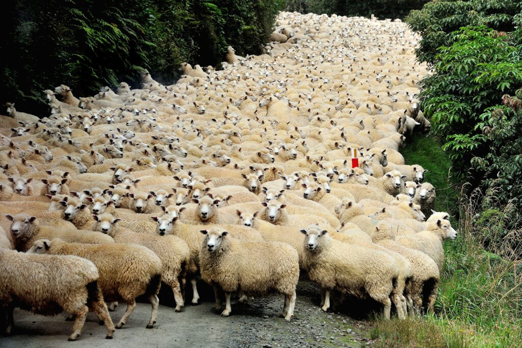 New Zealand traffic jam by Yair Tzur,1x.com