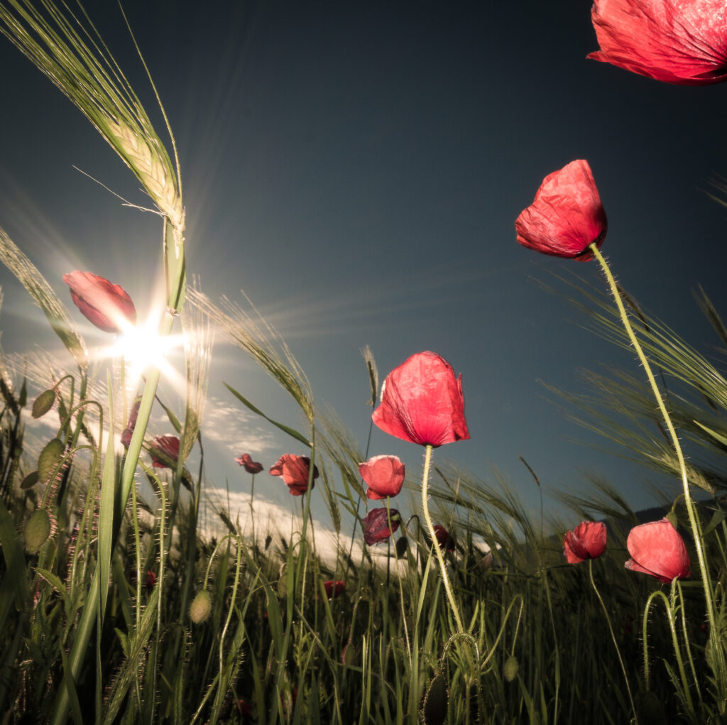 Summer is Here by Petra Dvorak