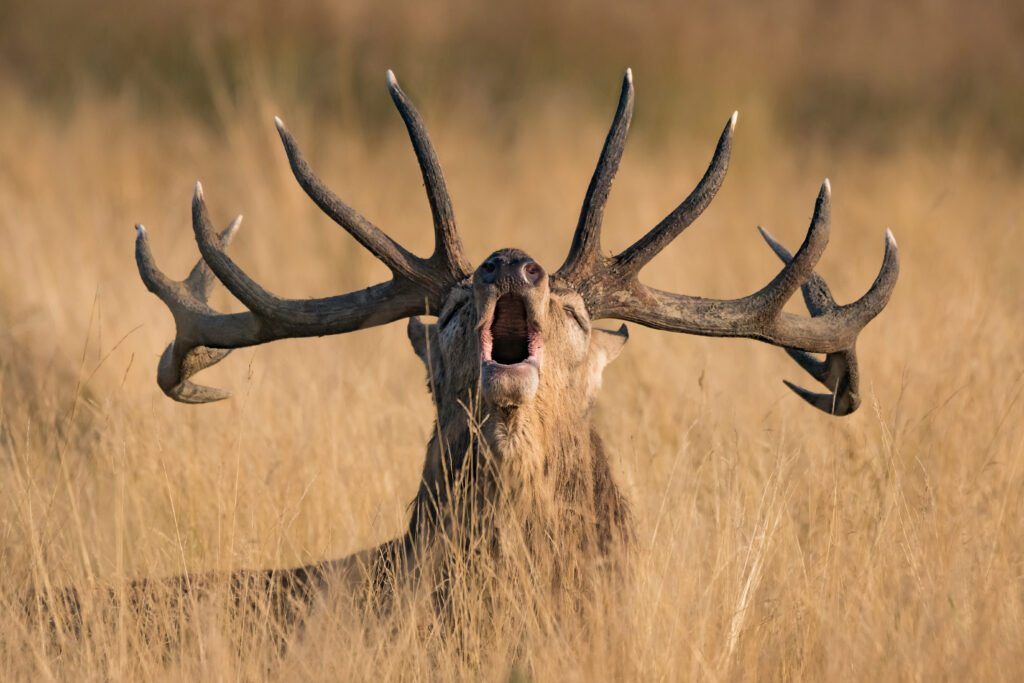 Ready to Rut  by Kutub Uddin, 1x.com