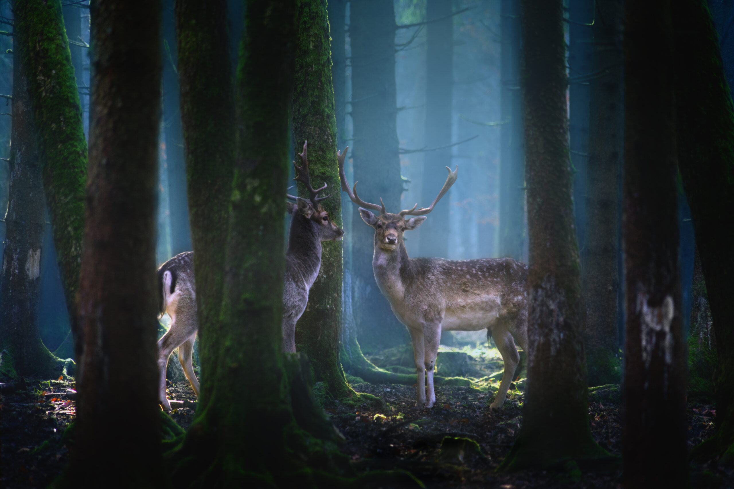 Deers by Patrick Aurednik