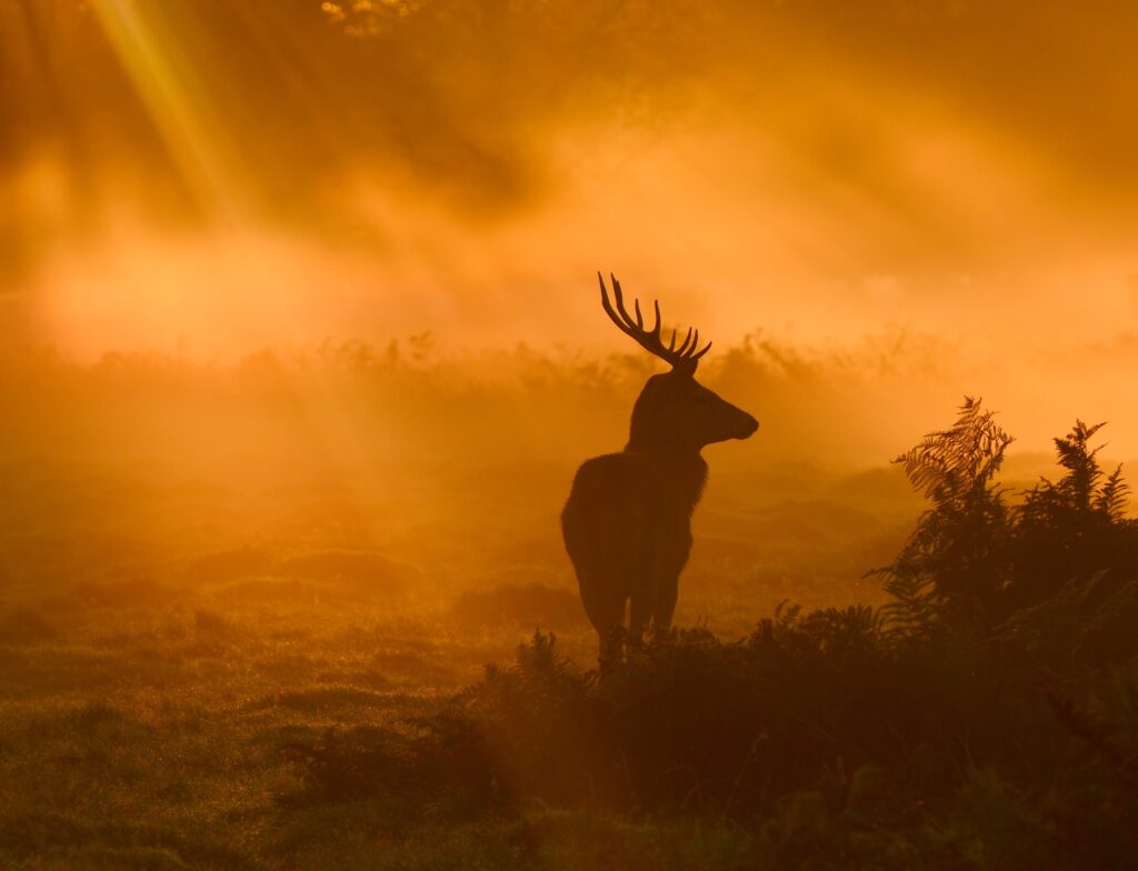 Guard Of Light by Robert Fabrowski