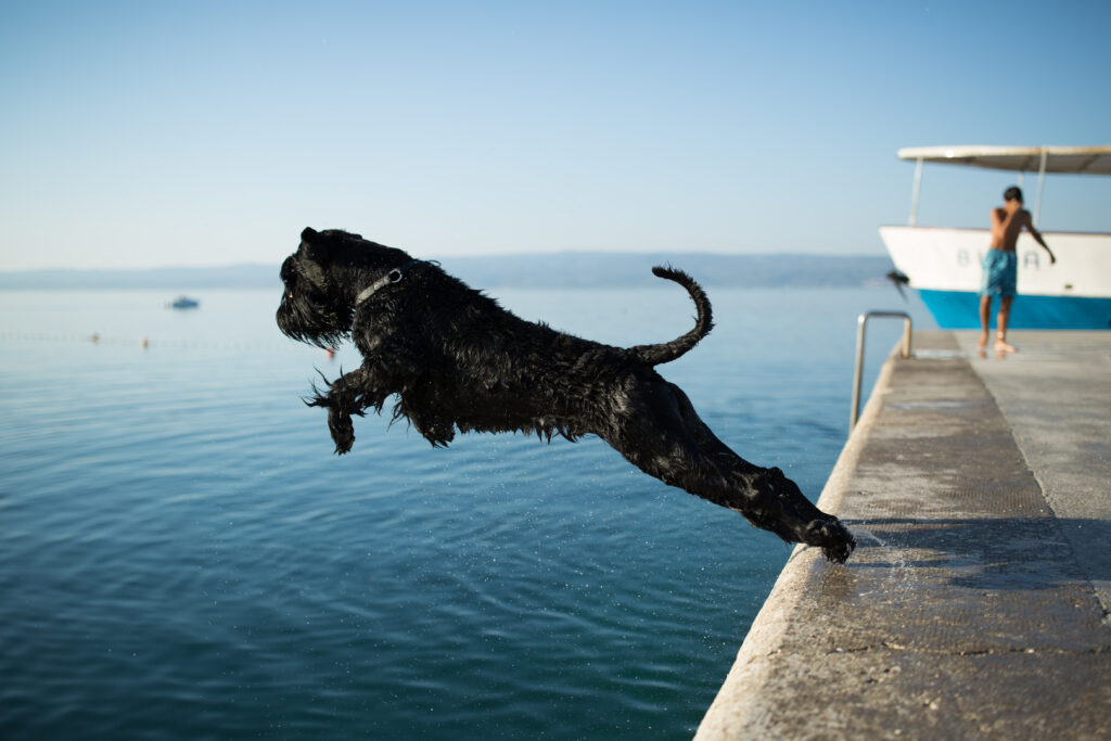 Jump by Adnan Mahmutovic