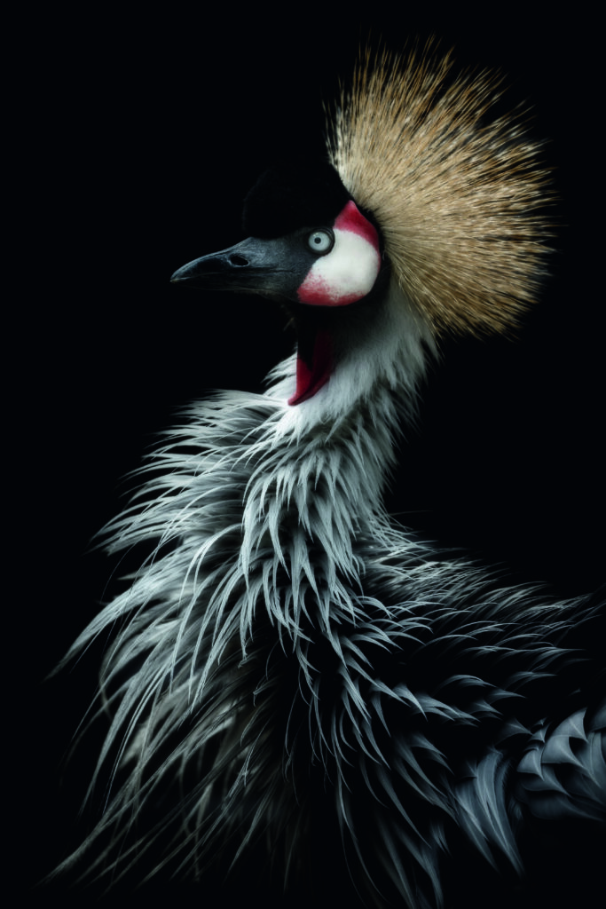 Crowned crane's portrait by Itoyama Eiji, 1x.com