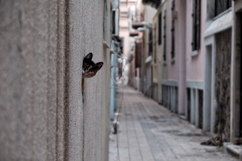 Dantel Street Cat by  Ali Ayer, 1x.com