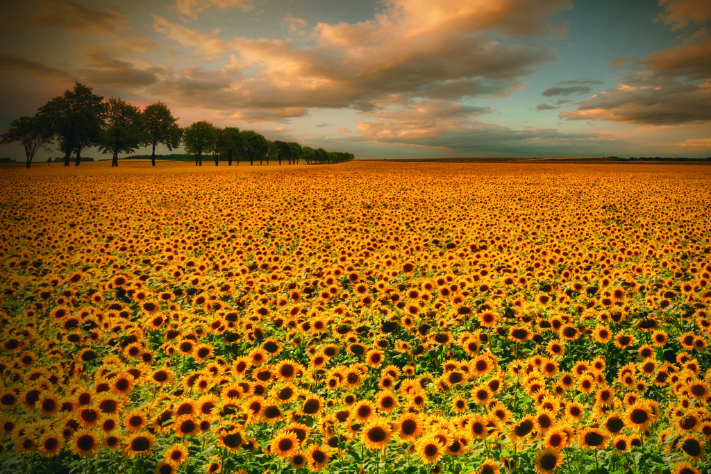 Sunflowers by Piotr Krol (Bax),1x.com