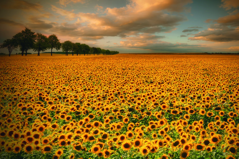 Sunflowers by Piotr Krol (Bax),1x.com