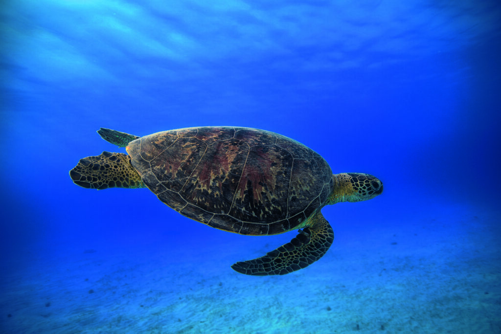Green Turtle In the Blue by  Barathieu Gabriel, 1x.com