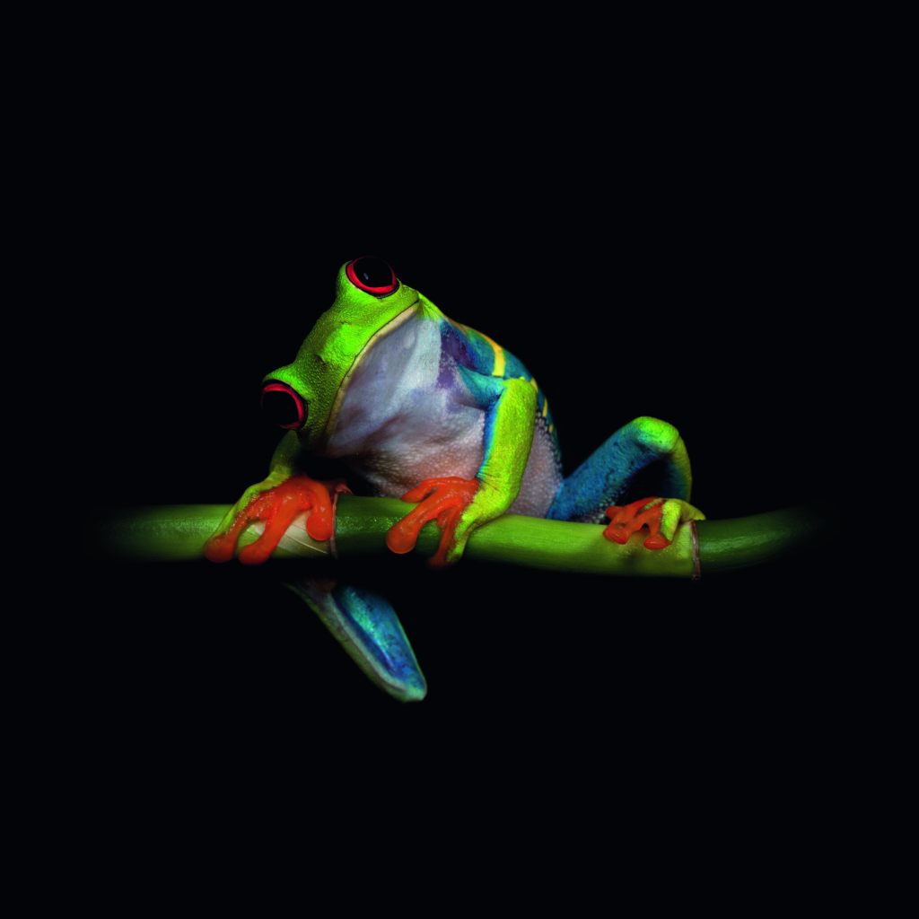 Curiosity by Ferdinando Valverde, 1x.com