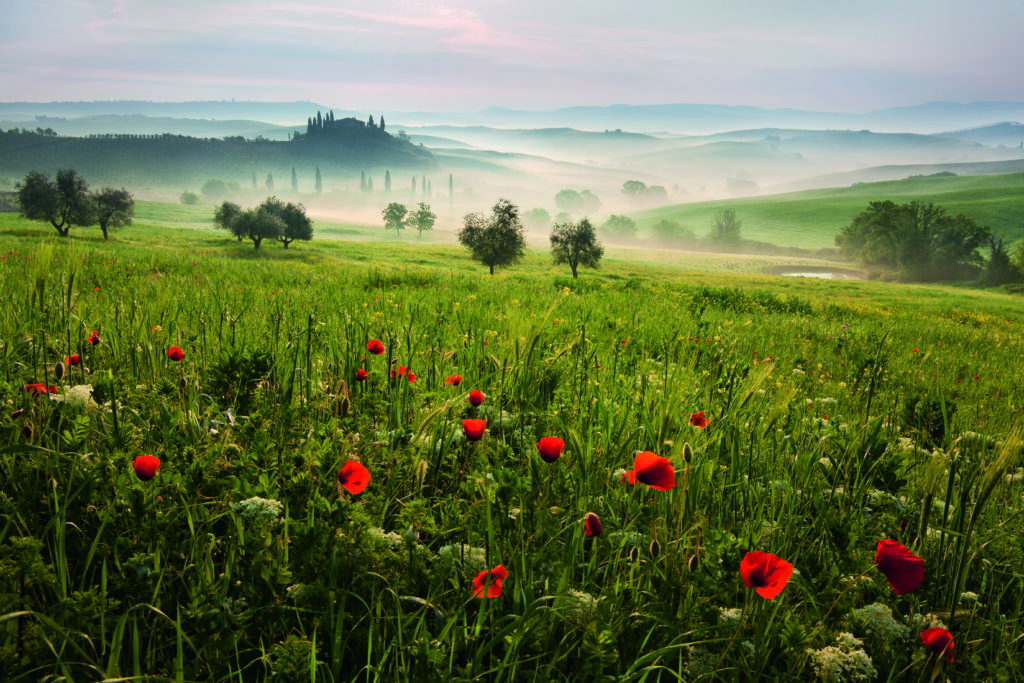 Tuscan Spring by Daniel Rericha,1x.com