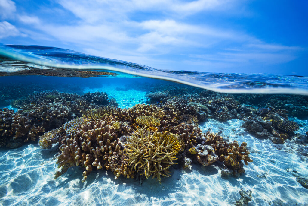 On the reef by Barathieu Gabriel, 1x.com
