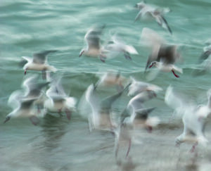 Birds by Claes Thorberntsson, 1x.com