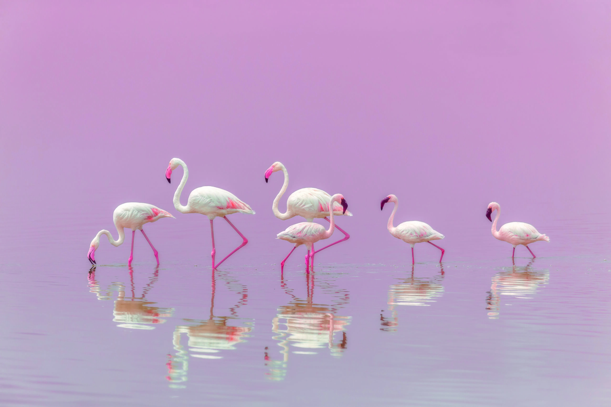 Flamingos by Eiji Itoyama, 1x.com