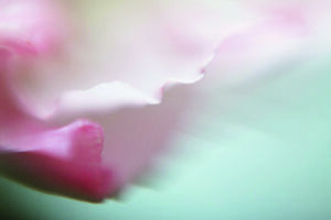 silk leafs by pa picture alliance