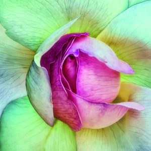 La vie en rose by Piet Flour