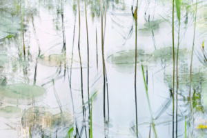 Lily leaves by Nel Talen,1x.com