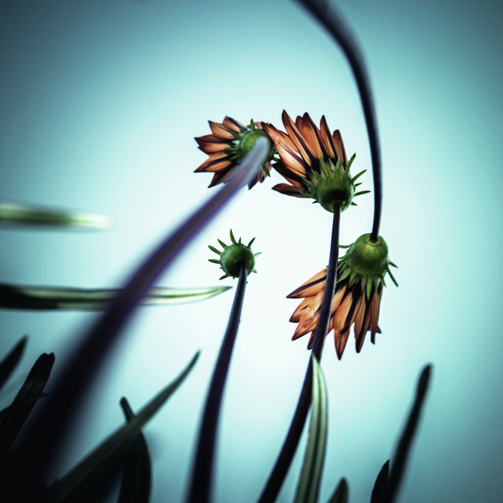 Flower Love by fgr100, 1x.com