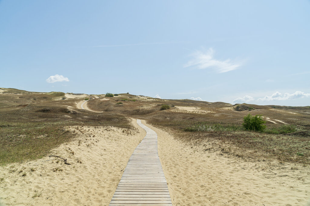 Sandschlange by Judith Grote