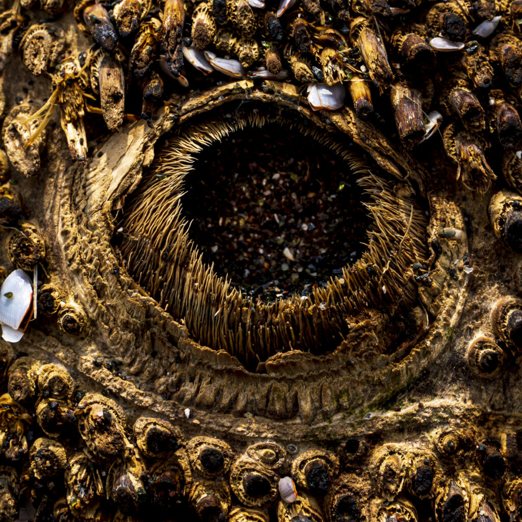 Meeresauge by Judith Grote