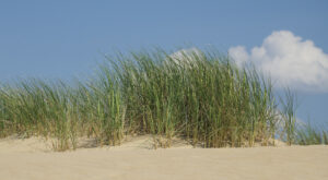 Sommerwind