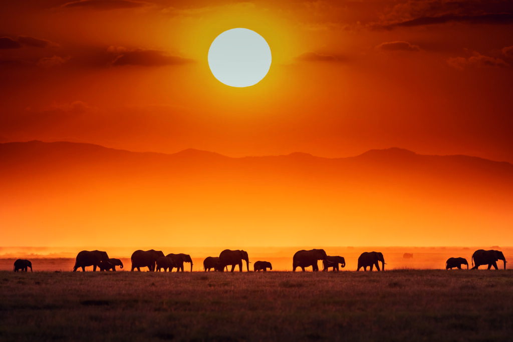 Sunrise parade by Jeffrey C.Sink,1x.com