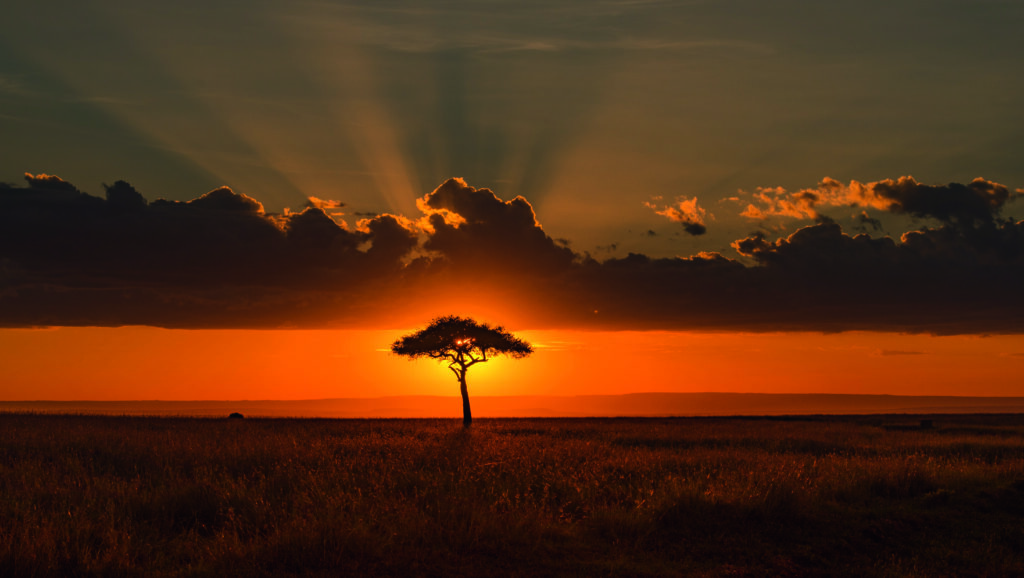 Behind the Acacia Tree by Tony Yu, 1x.com