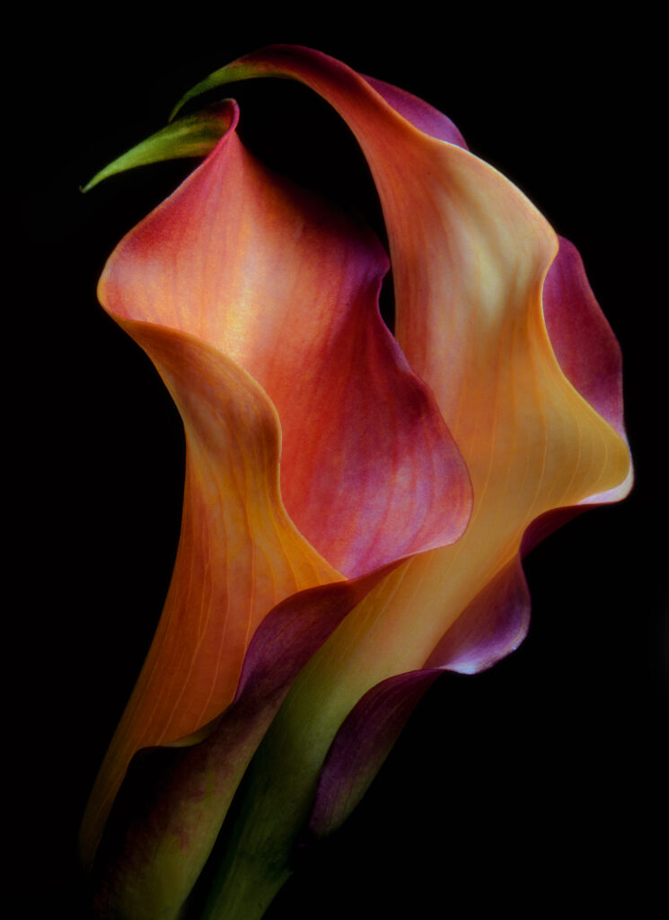 Tenderness by Jon Kinney, 1x.com