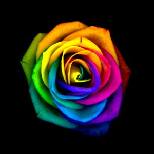 Rainbow rose by Nicklas Berglin, 1x.com