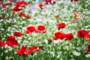 Spring flower garden by Yoshitaka ooyama, 1x.com