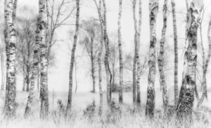 Black and white by Nel Talen, 1x.com