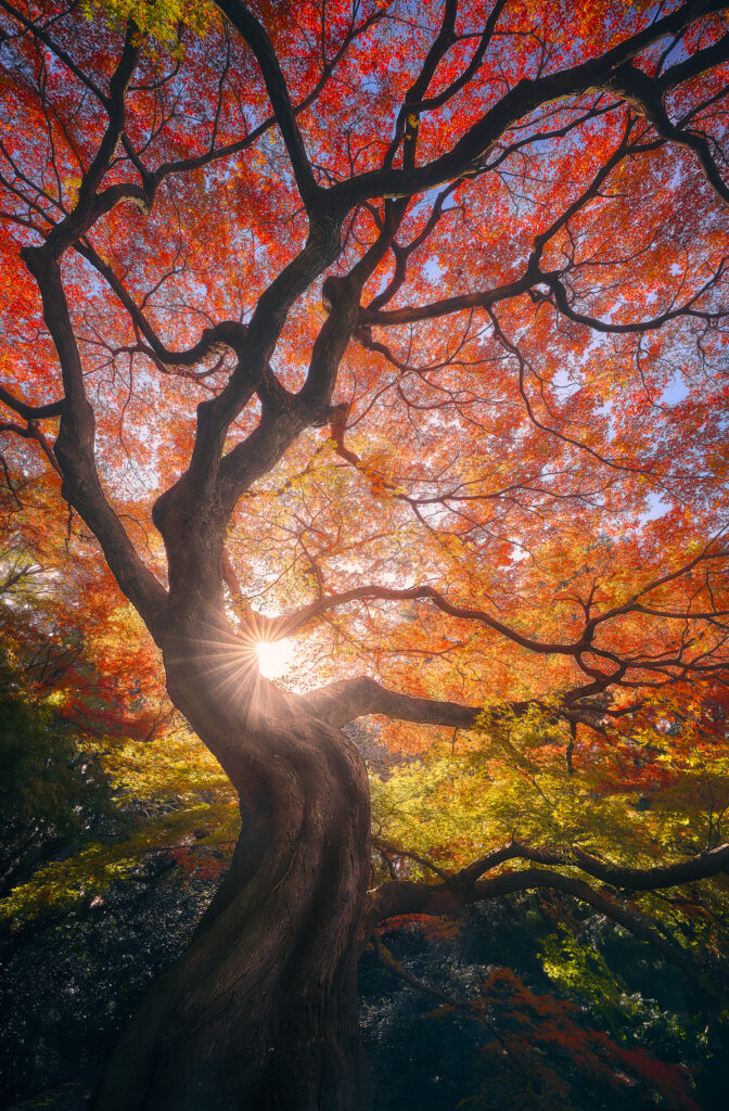 The Japanese Tree by Javier de la Torre, 1x.com