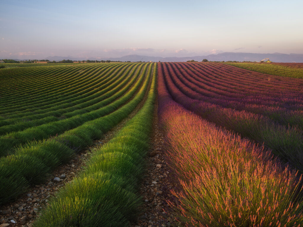 Field of Lavender by R. Anton, 1x.com