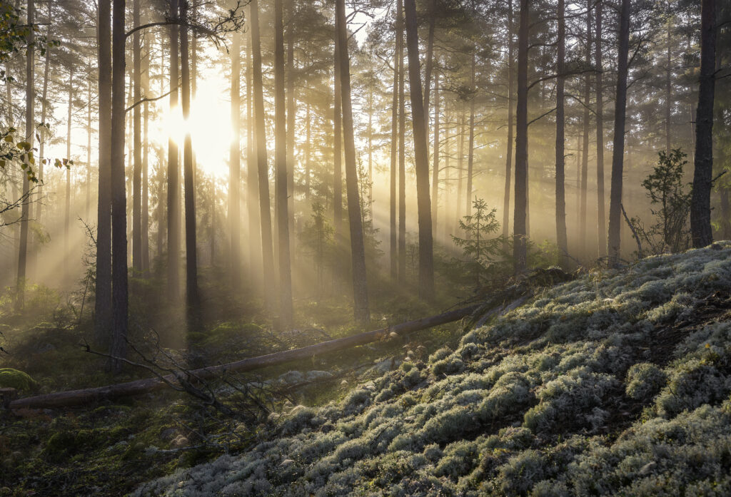 Fog in the forest…by Christian Linsten, 1x.com