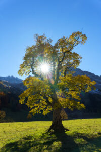 Herbststern by Judith Grote