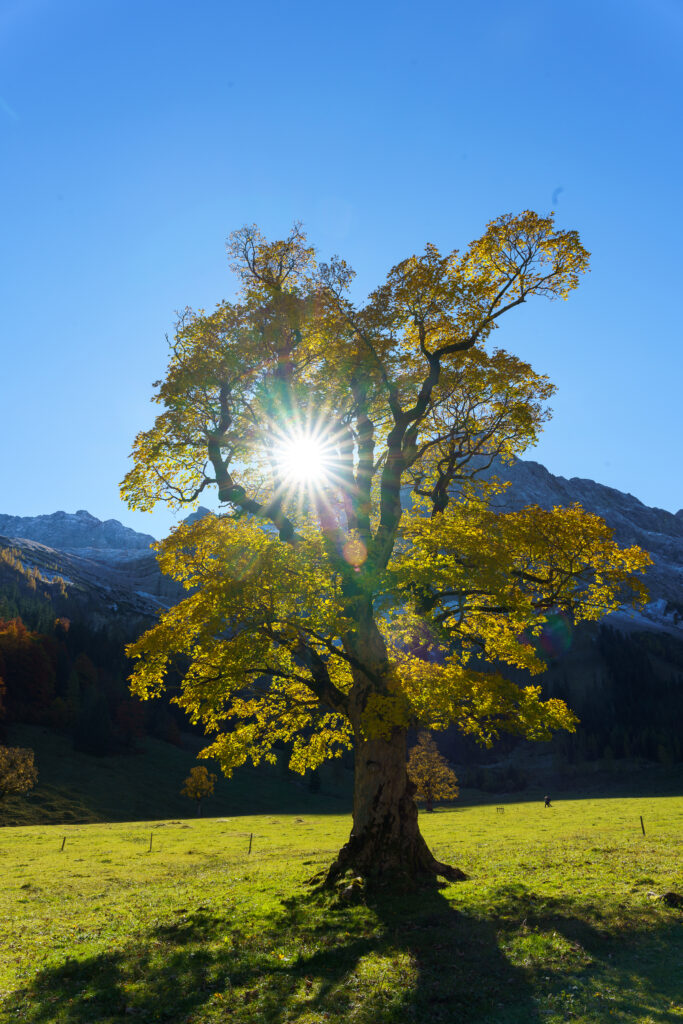 Herbststern by Judith Grote