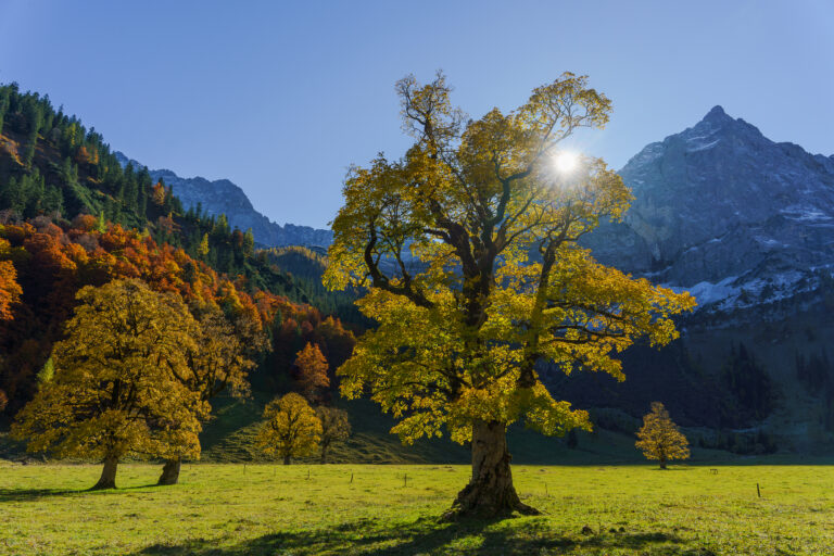 Herbststern 2 by Judith Grote