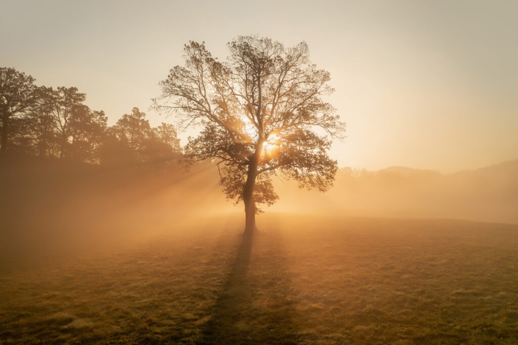Loenly tree by Ales Krivec,1x.com