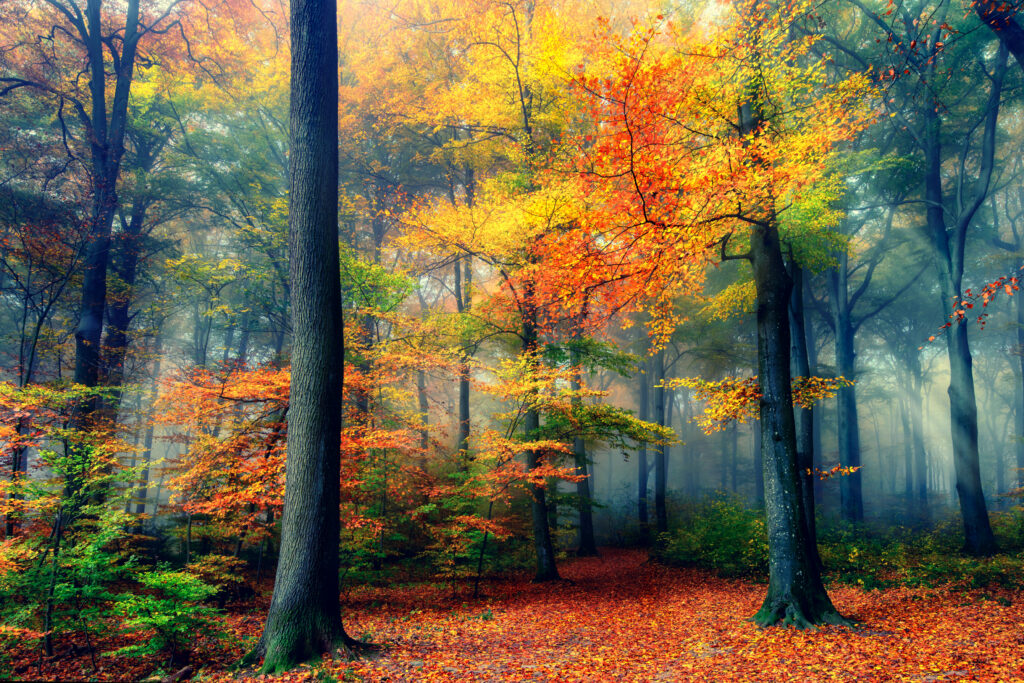 Autumn by Fabrizio Massetti,1x.com