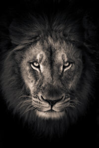 The king by Alex Zhao,1x.com