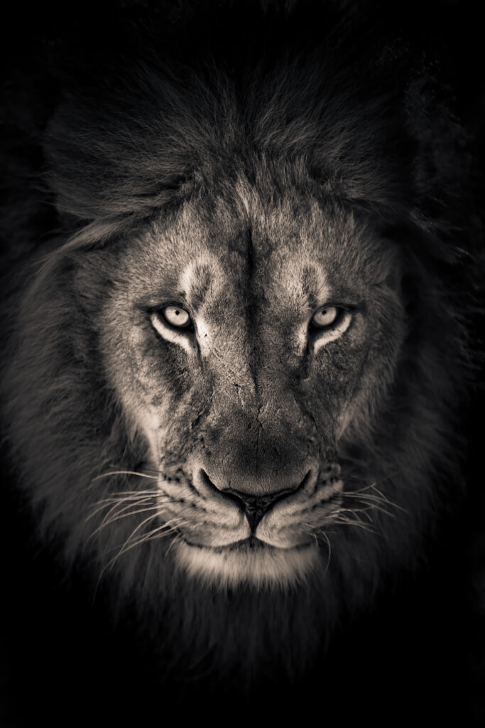 The king by Alex Zhao,1x.com