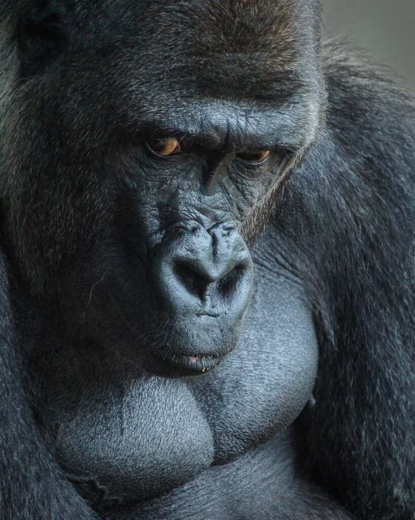 Unhappy Gorilla by Bill Mugg, 1x.com