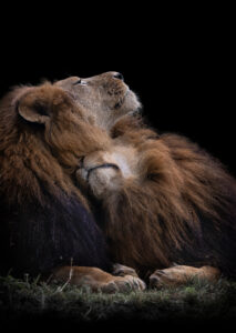 Two Lions by jealousy